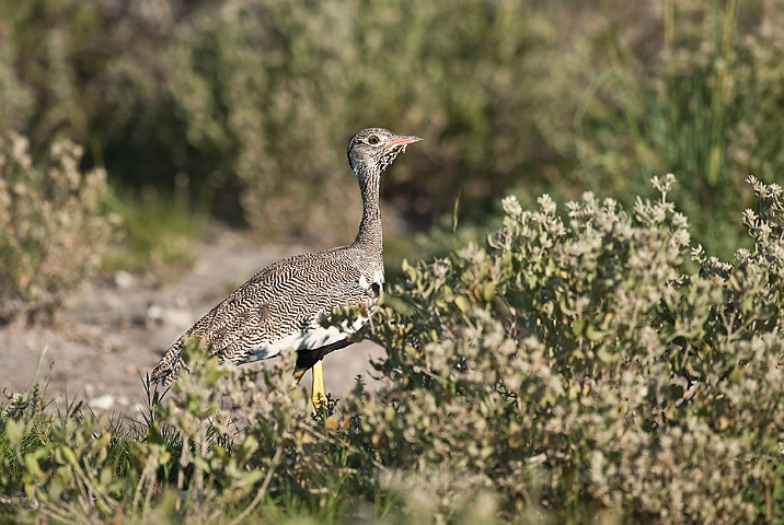 WAH021209.jpg - Hvidvinget Sorttrappe, hun (Northern Black Korhaan, female)