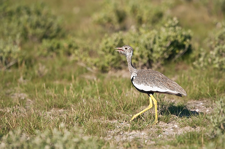 WAH021211.jpg - Hvidvinget Sorttrappe, hun (Northern Black Korhaan, female)