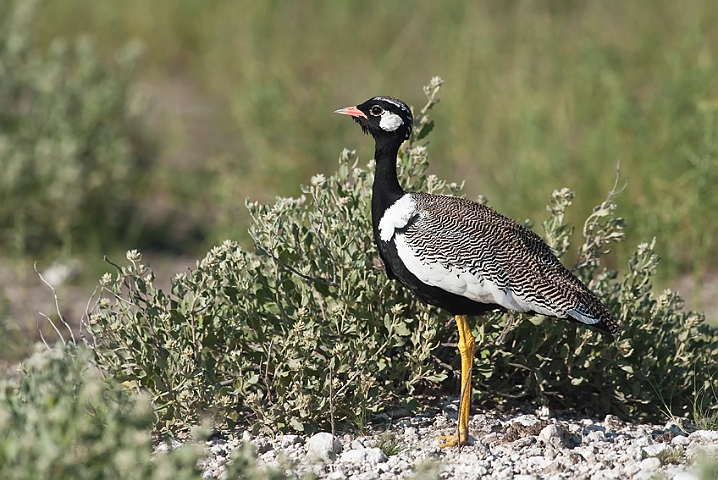 WAH021378.jpg - Hvidvinget Sorttrappe, han (Northern Black Korhaan, male )