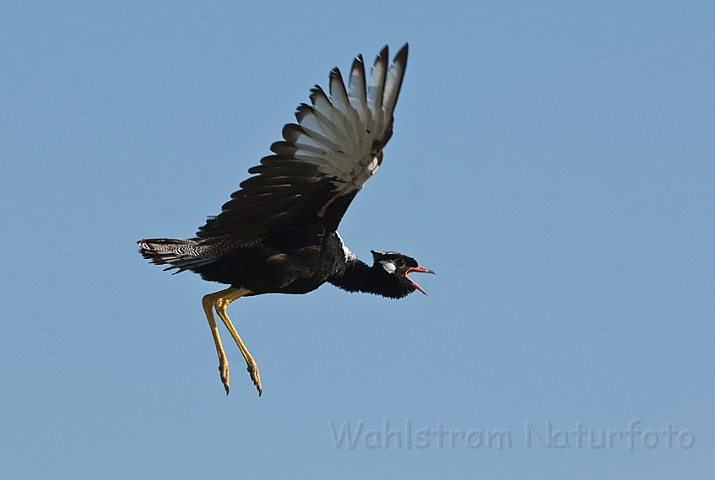 WAH021508.jpg - Hvidvinget Sorttrappe, han (Northern Black Korhaan, male )