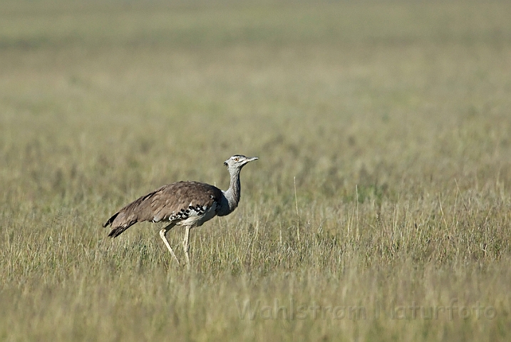 WAH021596.jpg - Koritrappe (Kori Bustard)