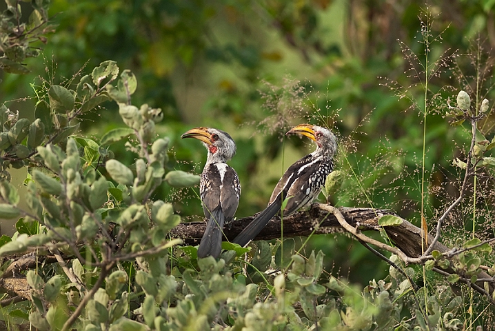 WAH021714.jpg - Sydlig gulnæbbet toko (Southern Yellow-billed Hornbill)