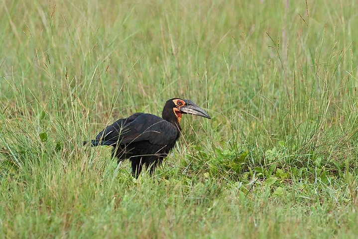 WAH022068.jpg - Sydlig hornravn (Southern Ground Hornbill)