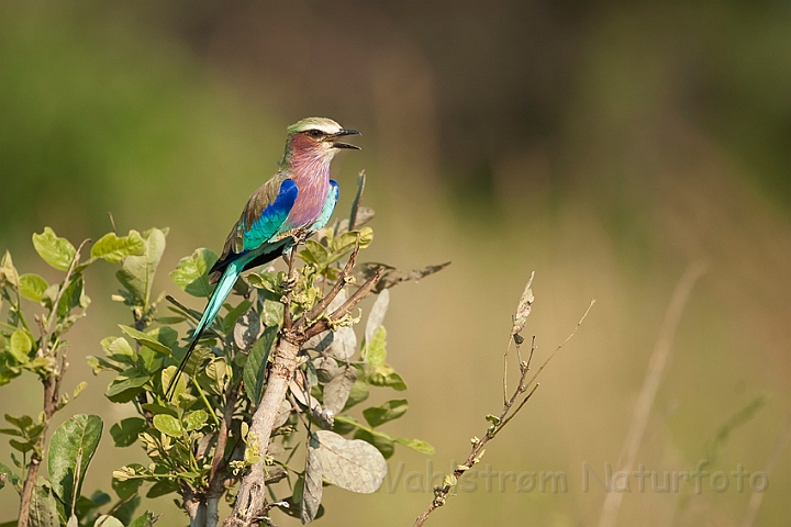 WAH022093.jpg - Lillabrystet Ellekrage (Lilac-breasted Roller)