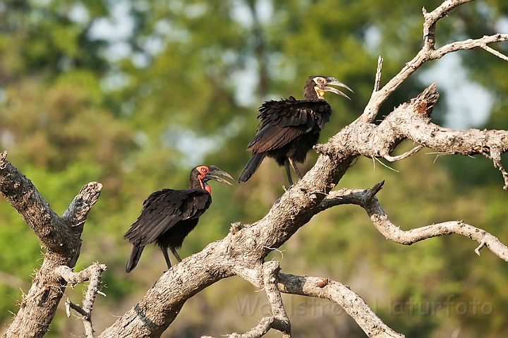 WAH022099.jpg - Sydlig hornravn (Southern Ground Hornbill)