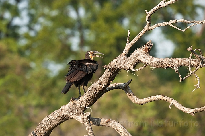 WAH022101.jpg - Sydlig hornravn (Southern Ground Hornbill)