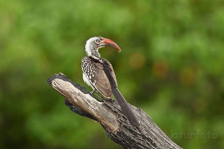 WAH022126.jpg - Rødnæbbet toko (Redbilled Hornbill)