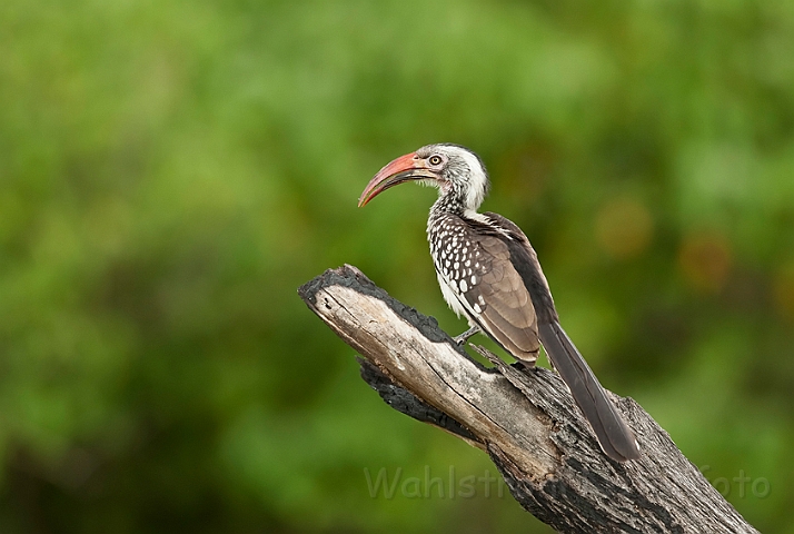 WAH022129.jpg - Rødnæbbet toko (Redbilled Hornbill)