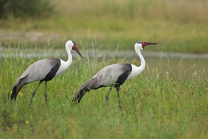 WAH022258.jpg - Vortetrane (Wattled Crane)