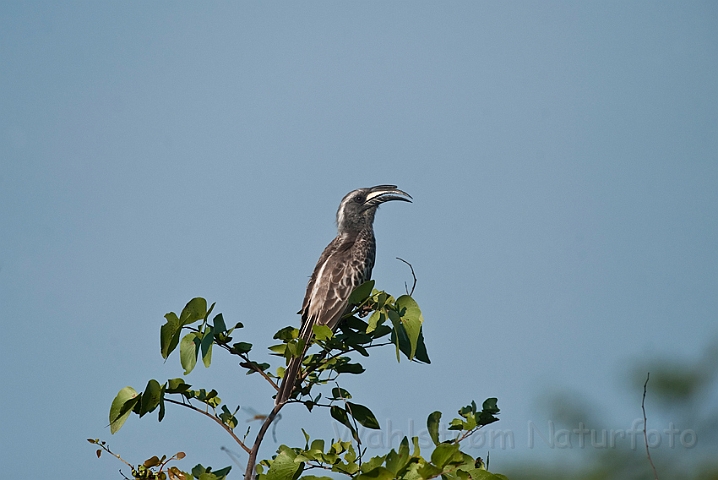 WAH022305.jpg - Grå toko (Grey Hornbill)