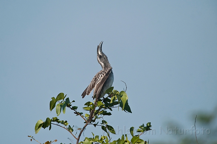 WAH022306.jpg - Grå toko (Grey Hornbill)