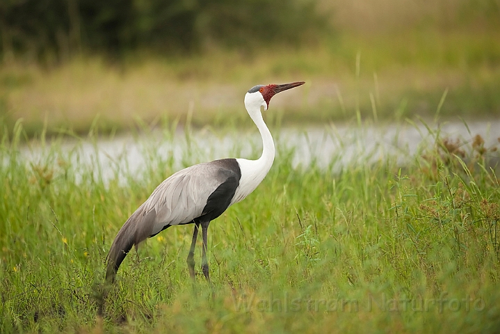 WAH022366.jpg - Vortetrane (Wattled Crane)