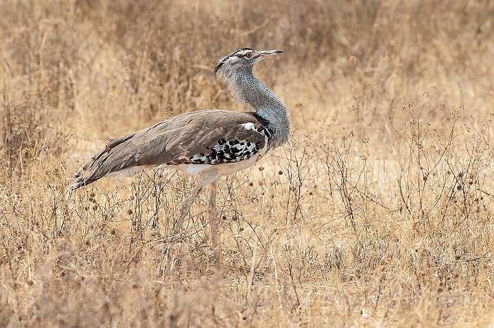 WAH024734.jpg - Koritrappe (Kori Bustard)