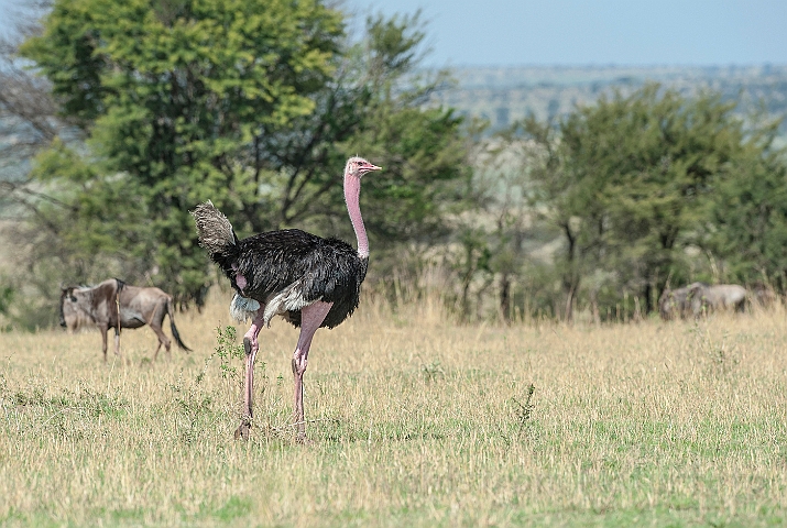 WAH024797.jpg - Masai struds, han (Common Ostrich, male)