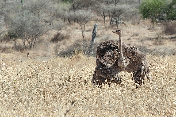 WAH025033.jpg - Masai struds, hun (Common Ostrich, female)