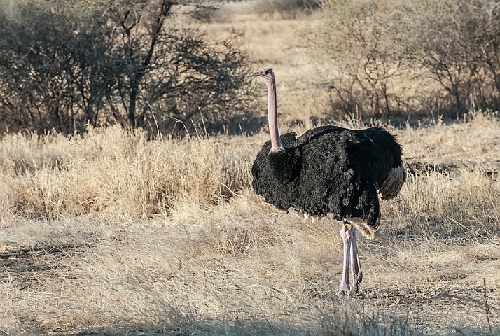 WAH025058.jpg - Masai struds, han (Common Ostrich, male)