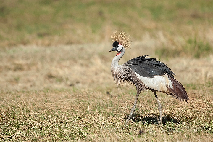 WAH025071.jpg - Kronetrane (Crowned Crane)