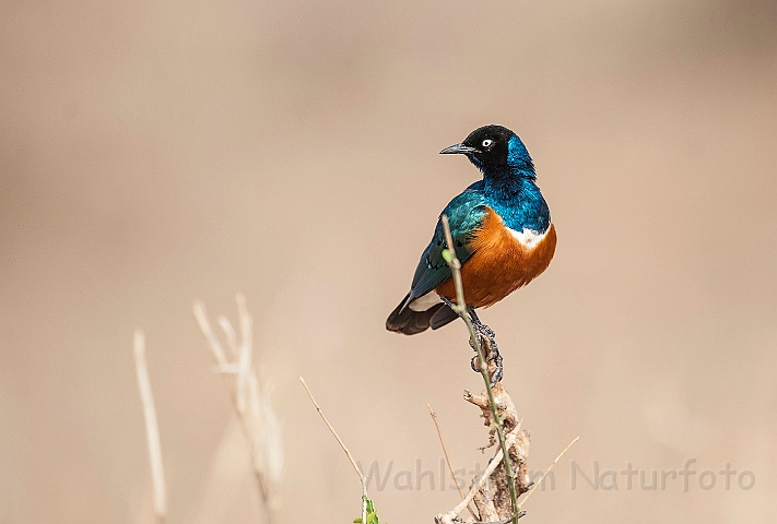 WAH025082.jpg - Trefarvet glansstær (Superb Starling)