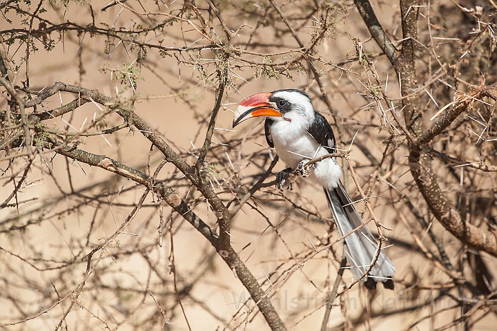 WAH025086.jpg - Sortvinget toko, han (Von der Decken's Hornbill, male)