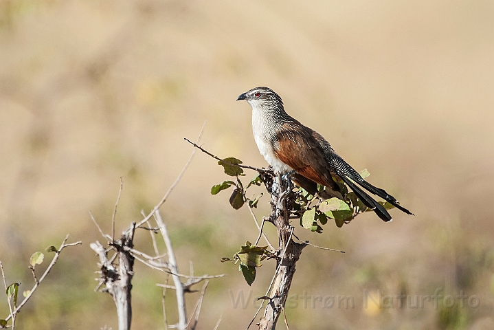 WAH025106.jpg - Hvidbrynet sporegøg (White -browed Coucal)