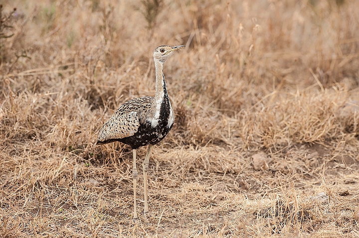 WAH025169.jpg - Sortbuget Trappe (Black-bellied Bustard)