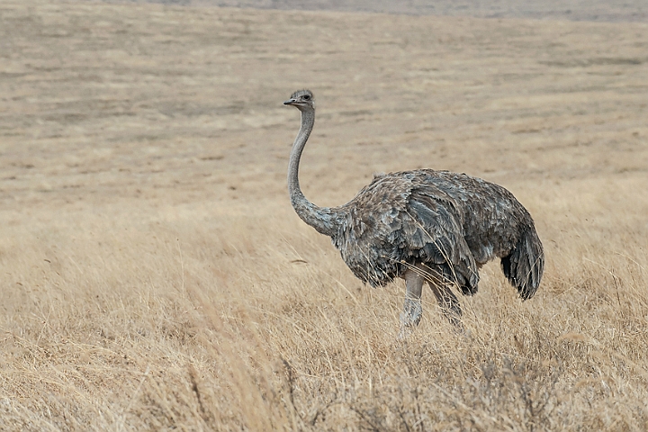 WAH025177.jpg - Masai struds, hun (Common Ostrich, female)