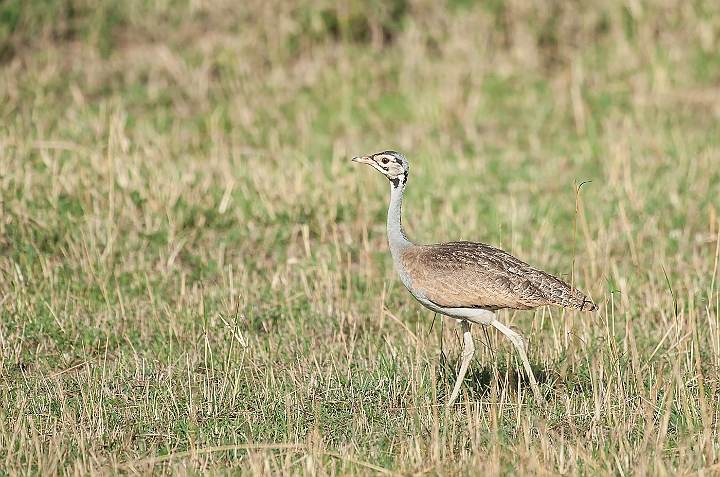 WAH025263.jpg - Rusttoppet Trappe (White-bellied Bustard)