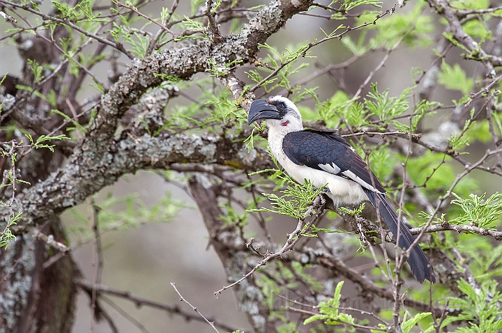 WAH025311.jpg - Sortvinget toko, hun (Von der Decken's Hornbill, female)