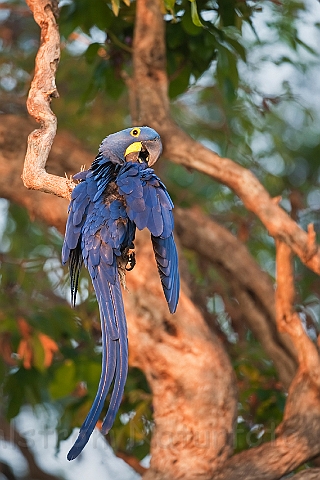 WAH019503.jpg - Hyacint Ara (Hyacinth Macaw)