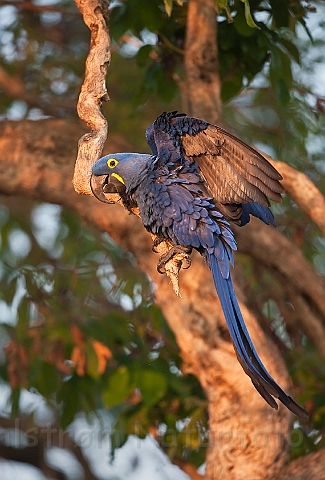 WAH019513.jpg - Hyacint Ara (Hyacinth Macaw)