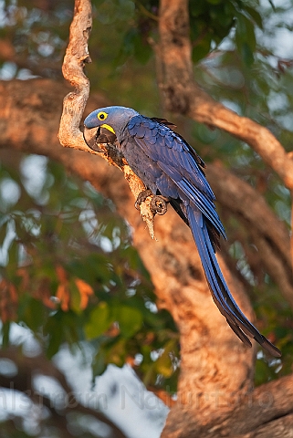 WAH019514.jpg - Hyacint Ara (Hyacinth Macaw)