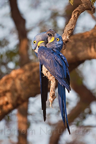 WAH019536.jpg - Hyacint Ara (Hyacinth Macaw)