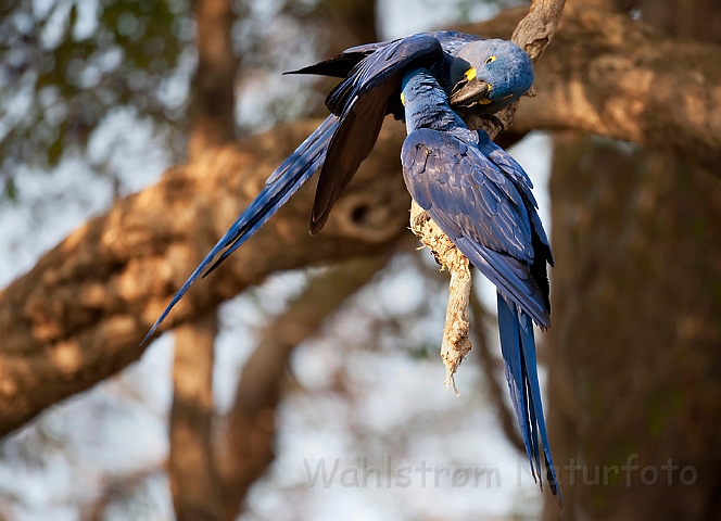 WAH019539.jpg - Hyacint Ara (Hyacinth Macaw)