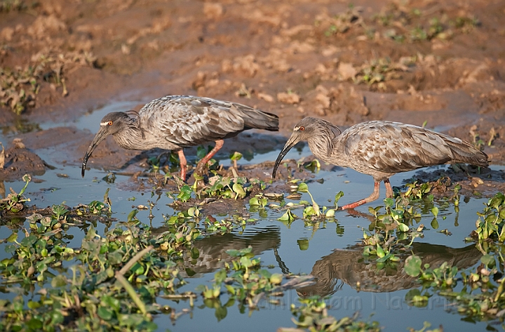 WAH019573.jpg - Blygrå ibis (Plumbeous Ibis)