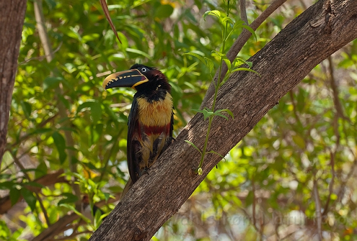 WAH019932.jpg - Brunøret Arasari (Chestnut-eared Aracari)