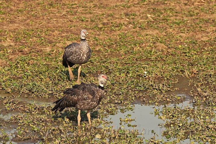 WAH019939.jpg - Sorthalset Chaja (Southern Screamer)