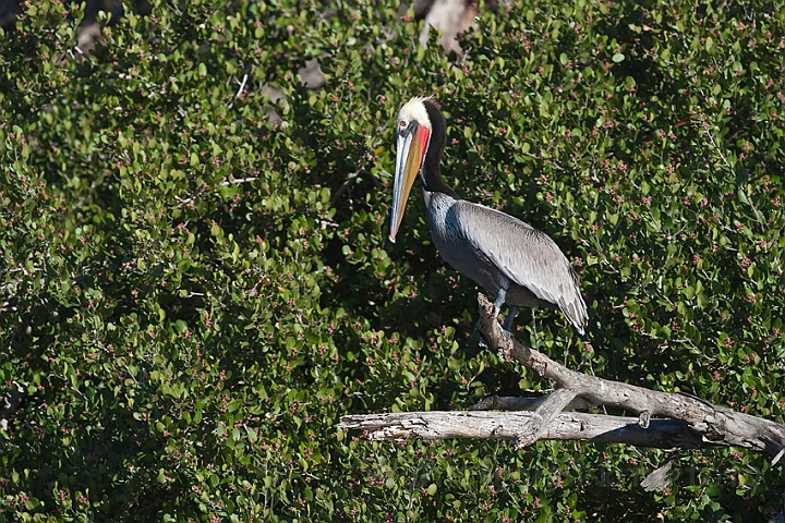 WAH020965.jpg - Brun pelikan (Brown Pelican)