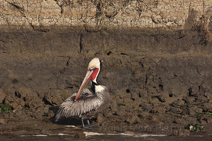 WAH020982.jpg - Brun pelikan (Brown Pelican)