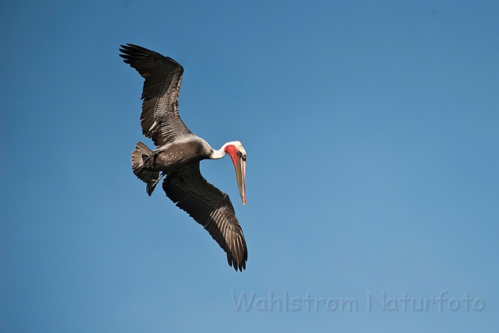 WAH020985.jpg - Brun pelikan (Brown Pelican)