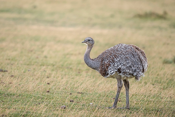 WAH025768.jpg - Lille nandu (Lesser Rhea)