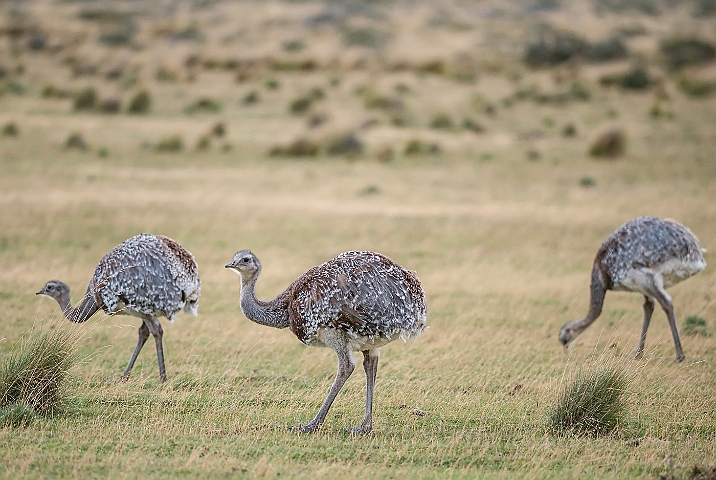 WAH025769.jpg - Lille nandu (Lesser Rhea)