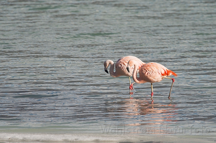 WAH026033.jpg - Chilensk flamingo (Chilean Flamingo)