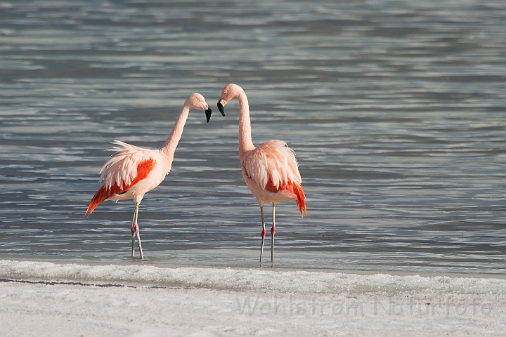 WAH026037.jpg - Chilensk flamingo (Chilean Flamingo)