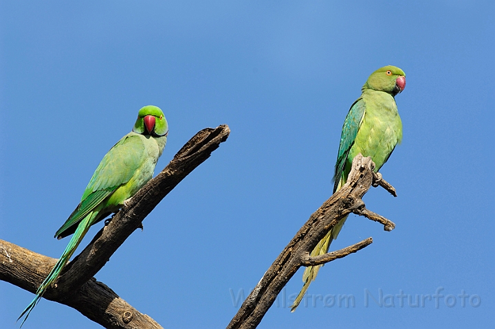 WAH004782.jpg - Lille alexanderparakit (Roseringed Parakeet)