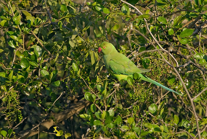 WAH005217.jpg - Lille Alexanderparakit (Roseringed parakeet)