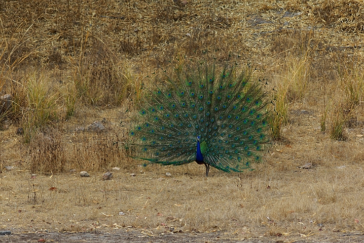 WAH006958.jpg - Påfugl (Common Peafowl), India