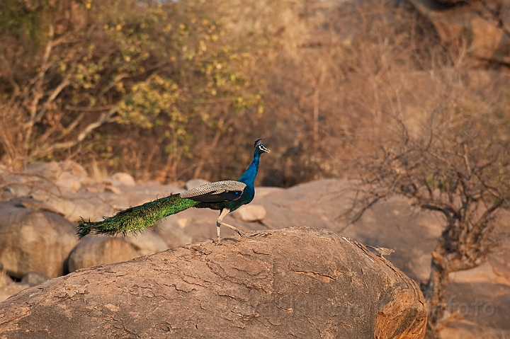 WAH017208.jpg - Påfugl (Common Peafowl), India