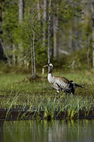 WAH005768P.jpg - Trane (Crane) Finland