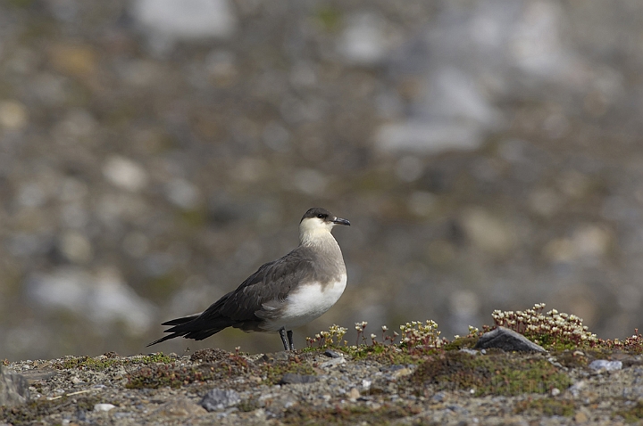 WAH005889P.jpg -  Almindelig kjove (Arctic Skua) Svalbard