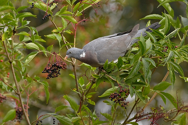 WAH005936.jpg - Ringdue (Wood Pigeon)